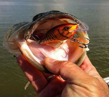 Rapala riba